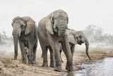 Four Elephants Poster och Canvastavla