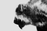 Bison Poster och Canvastavla