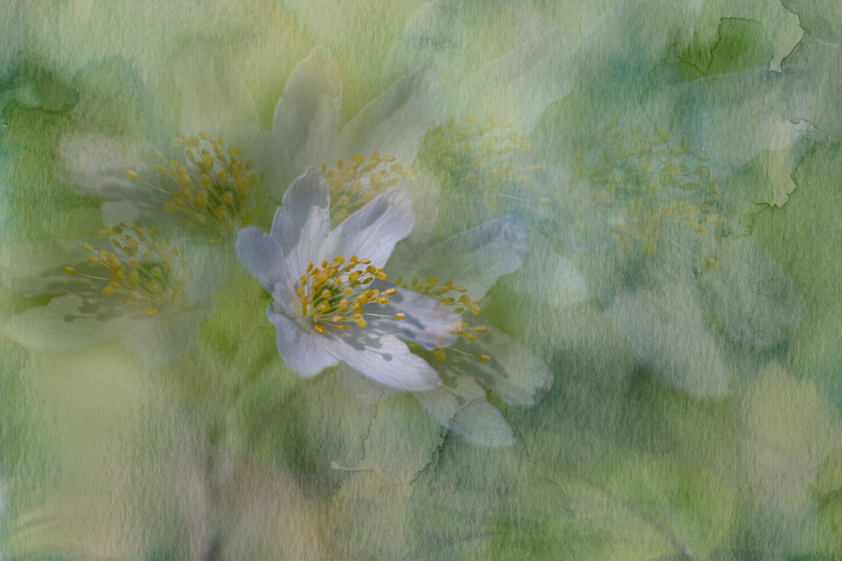 Melody of spring fantasy Poster och Canvastavla