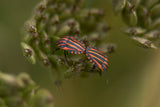 Graphosoma italicum Poster och Canvastavla