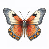 Butterfly 37 Poster och Canvastavla