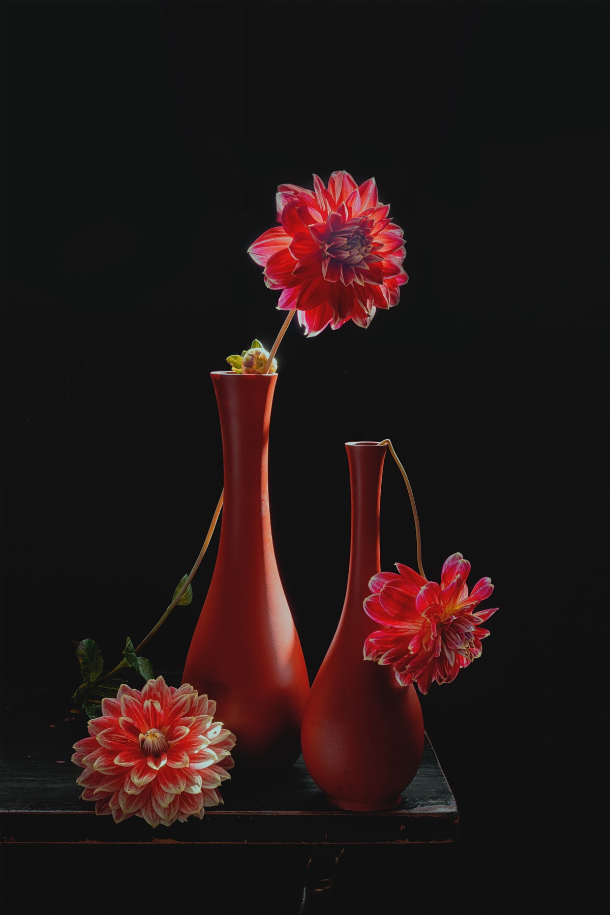 Three Red Dahlias Poster och Canvastavla