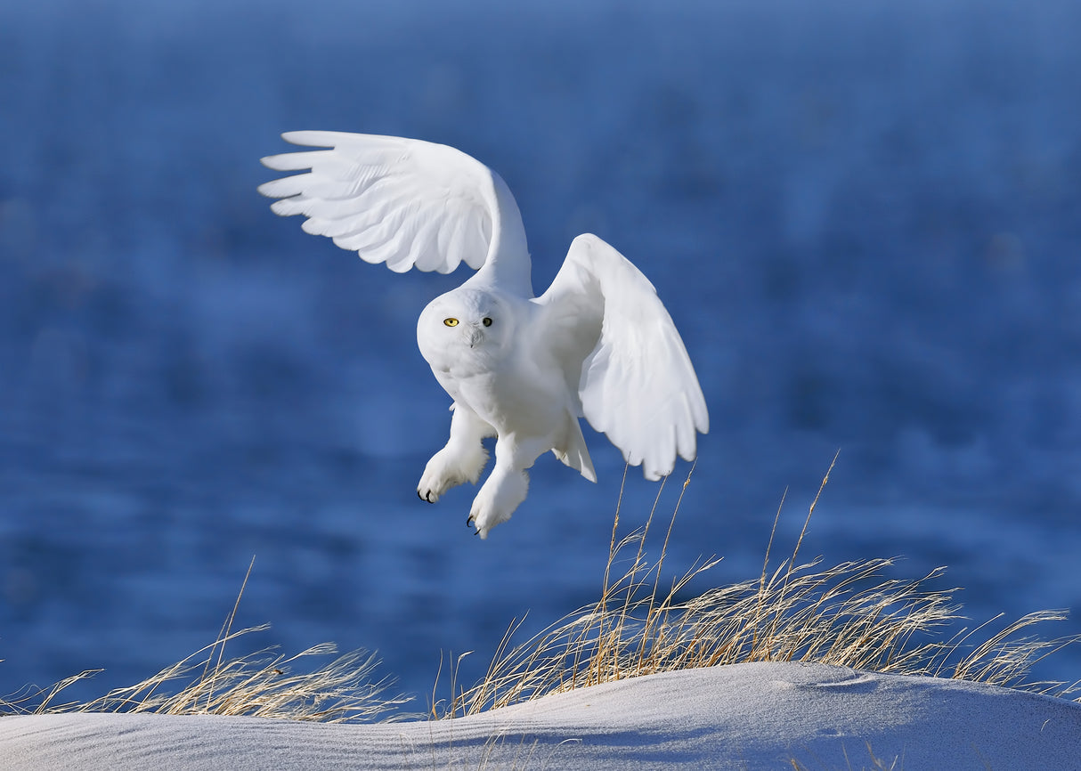 White Spirit demon Poster och Canvastavla