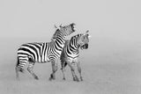 Zebras Poster och Canvastavla