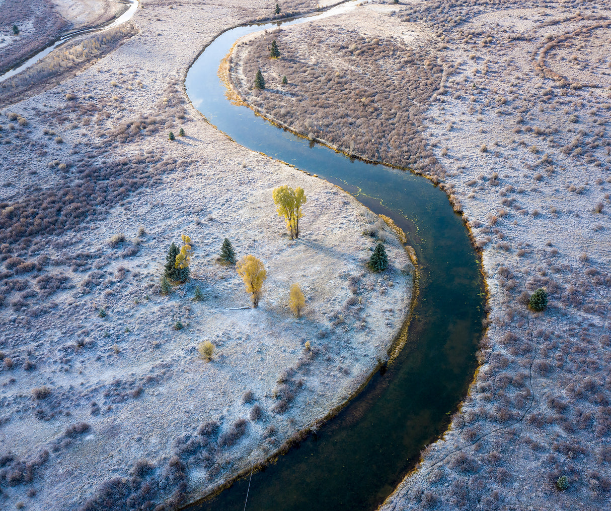 5 Cottonwood trees Poster och Canvastavla