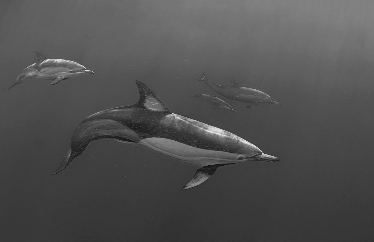 Mama and baby out (Dolphin) Poster och Canvastavla