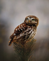 Morning with owl Poster och Canvastavla