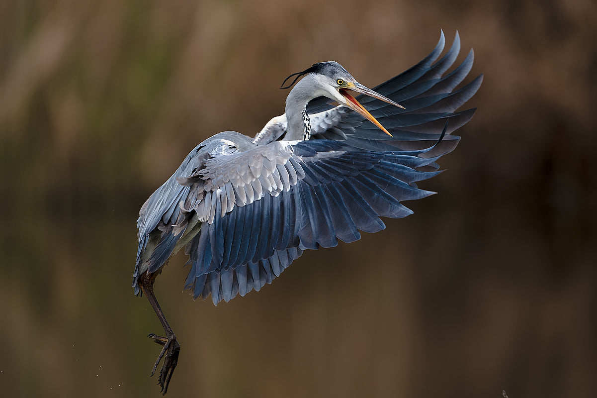 The Grey Heron Poster och Canvastavla