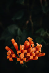 Orange Flowers Poster och Canvastavla