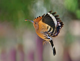 HOOPOE Poster och Canvastavla