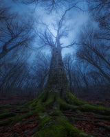 Evil Tree Poster och Canvastavla