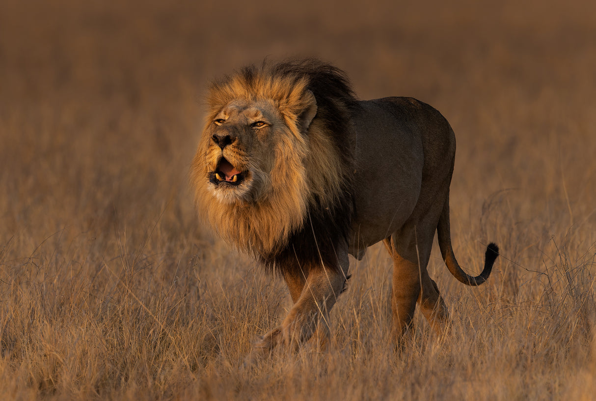Roaring boy Poster och Canvastavla