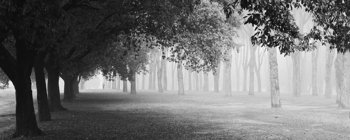 Morning fog Poster och Canvastavla