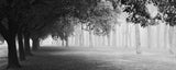 Morning fog Poster och Canvastavla