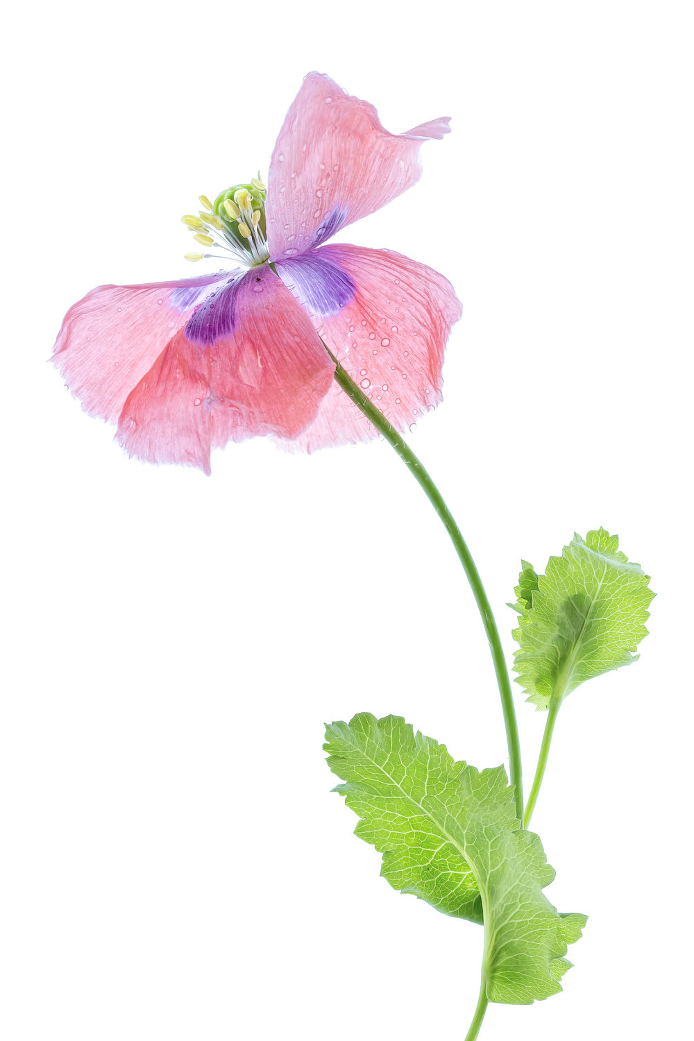 Poppy Poster och Canvastavla