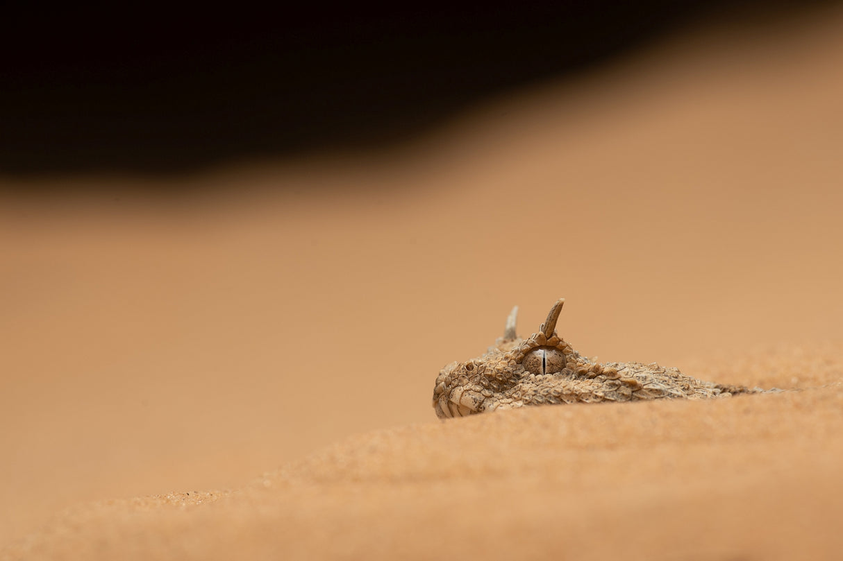 Sahara Horned Viper Poster och Canvastavla