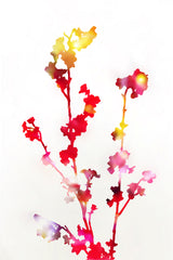 Florescence Red Flowers Poster och Canvastavla