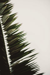 Palm Branches Poster och Canvastavla
