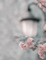 Cherry blossom under street lamp Poster och Canvastavla