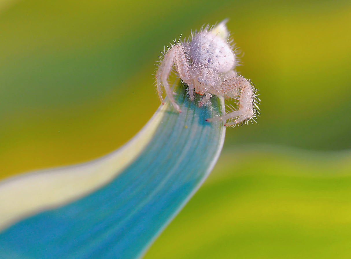 The crab spider... Poster och Canvastavla