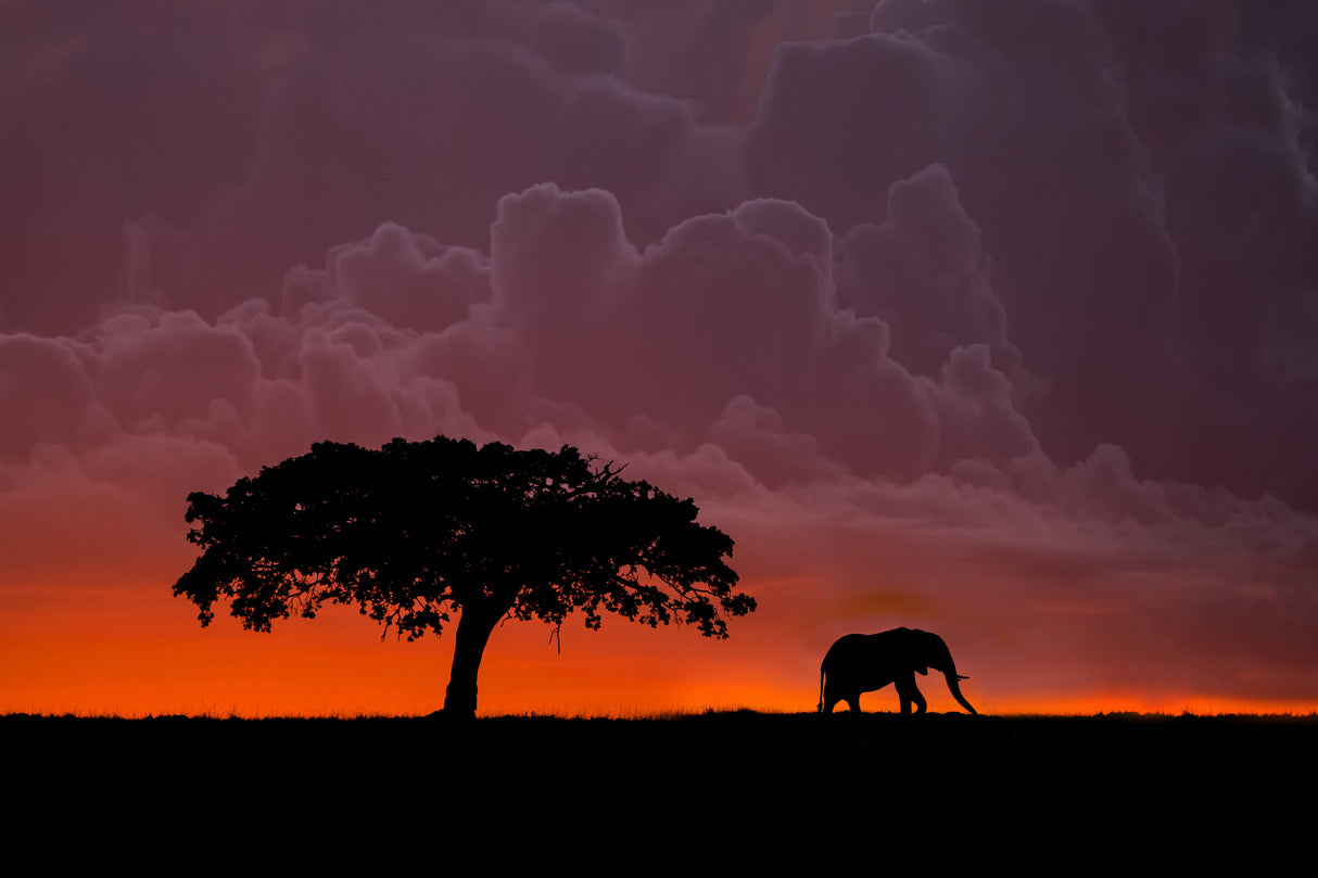 Elephant at sunset Poster och Canvastavla
