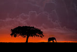 Elephant at sunset Poster och Canvastavla