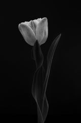 Tulip Poster och Canvastavla