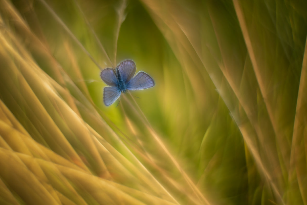 Silvery Blue Poster och Canvastavla