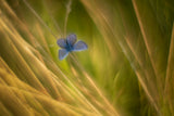 Silvery Blue Poster och Canvastavla