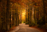Road through the forest Poster och Canvastavla