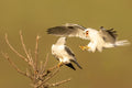 White Tailed Kites Poster och Canvastavla