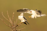 White Tailed Kites Poster och Canvastavla