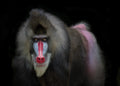 Mandrill Poster och Canvastavla