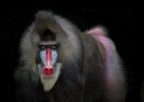 Mandrill Poster och Canvastavla
