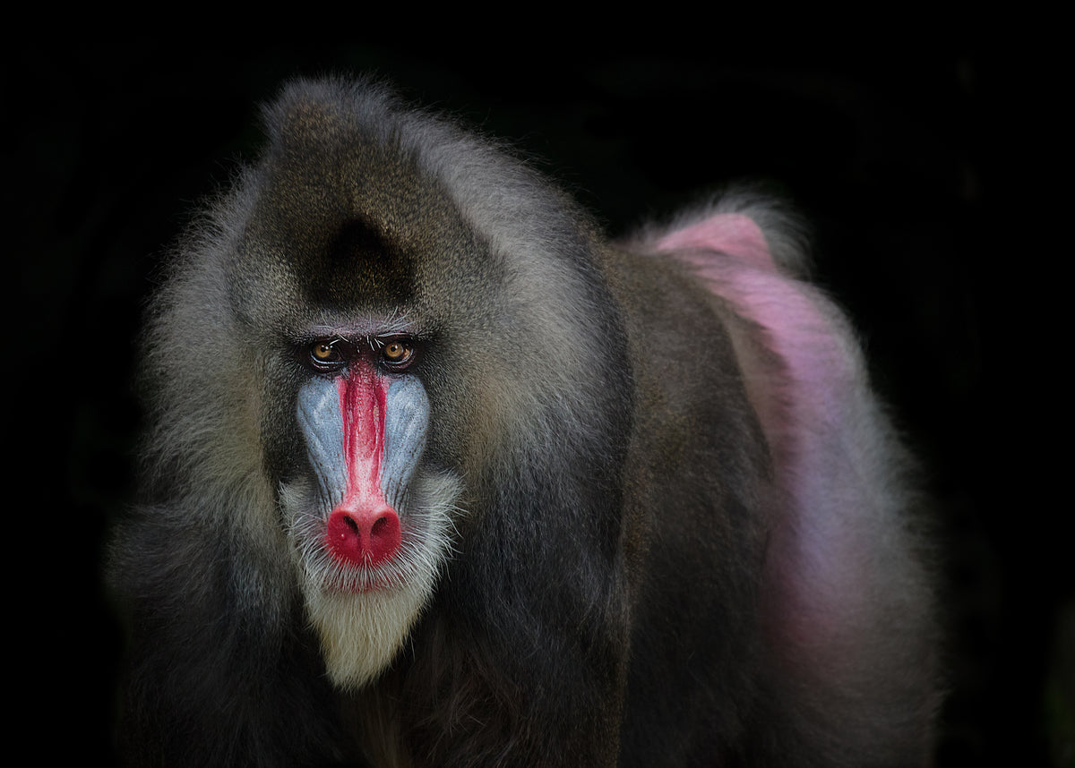 Mandrill Poster och Canvastavla
