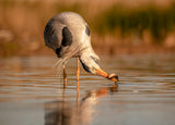 bird fishing Poster och Canvastavla