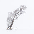 The Swing in Winter Break Poster och Canvastavla