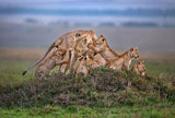 Lioness with the cubs of the pride Poster och Canvastavla