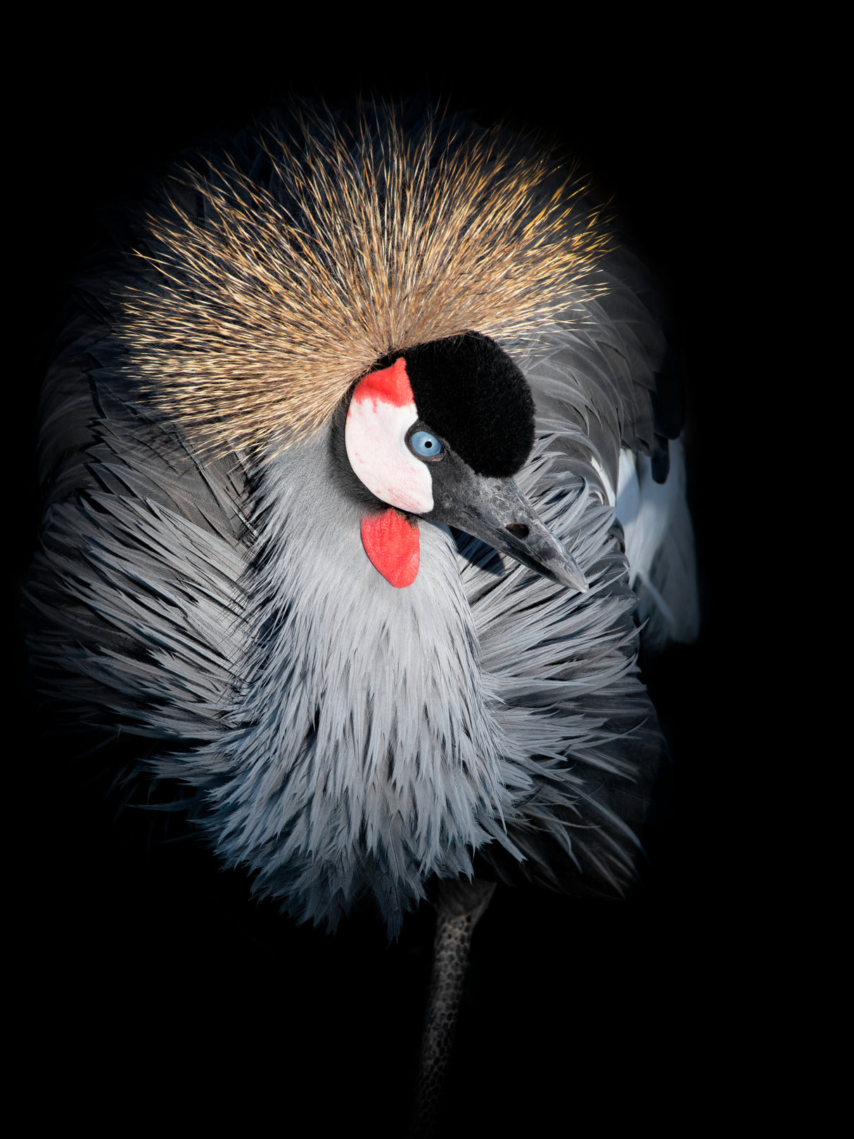 Grey Crowned Crane Portrait Poster och Canvastavla