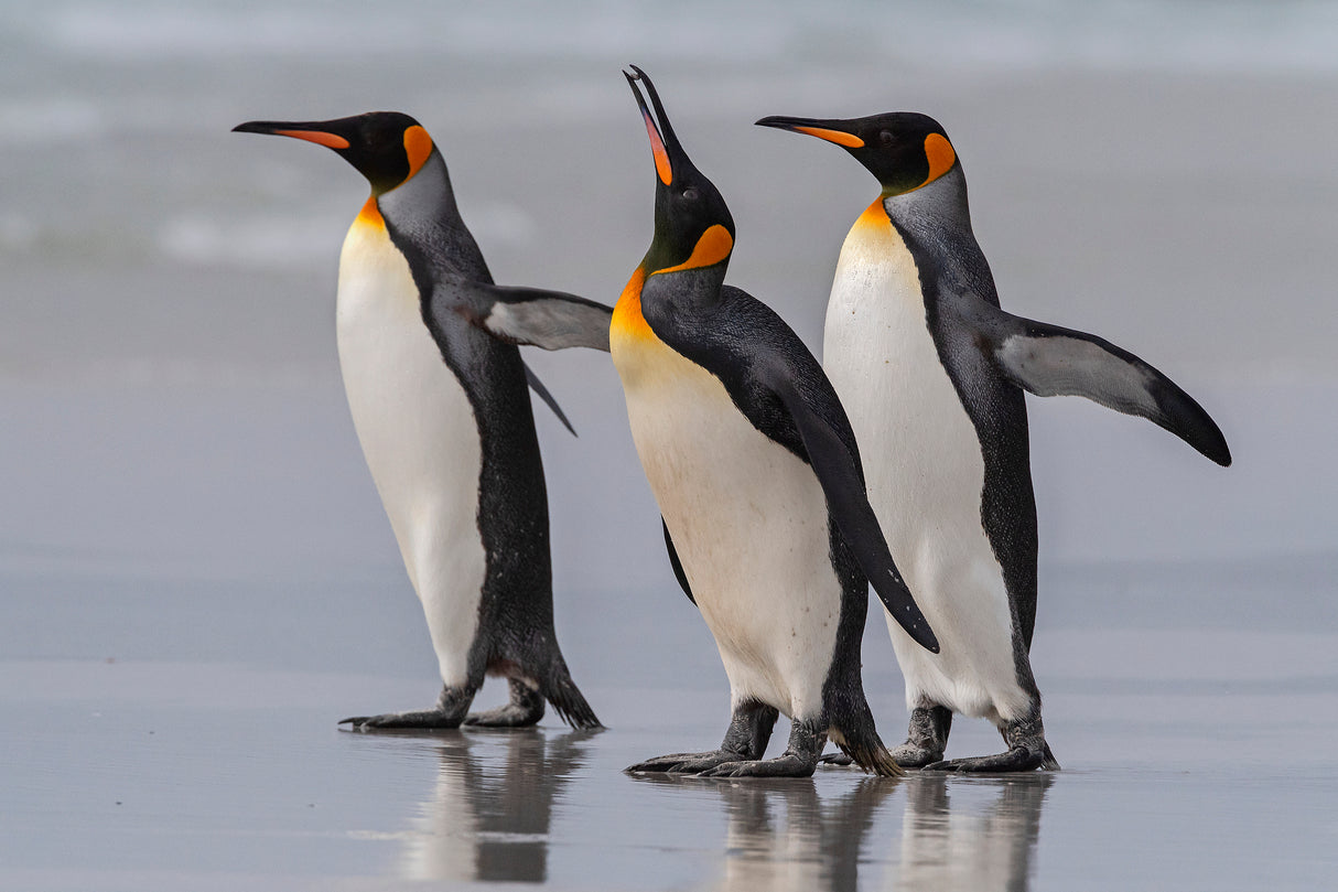King Penguins at the Falklands. Poster och Canvastavla