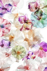 Ghost orchids Poster och Canvastavla
