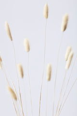 Bunny Grass No 2 Poster och Canvastavla