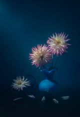 Pretty Dahlias Poster och Canvastavla