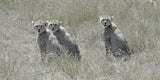 Cheetah Cubs Poster och Canvastavla