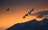 Above the snowy mountains Poster och Canvastavla