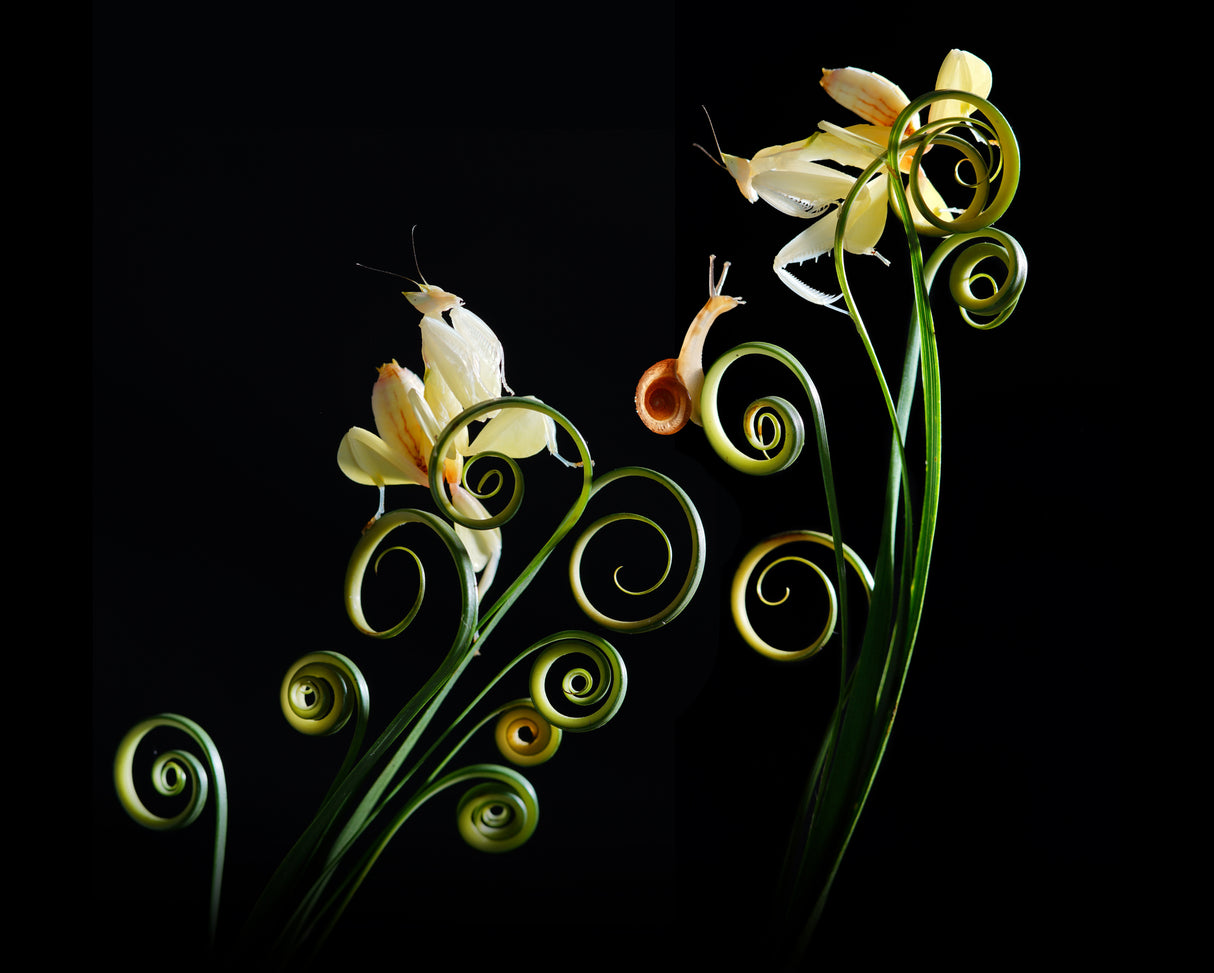 Yellow Orchid Mantis Poster och Canvastavla