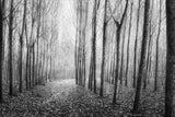 Autumn Mist Poster och Canvastavla