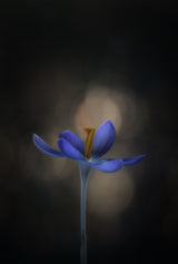 Crocus Poster och Canvastavla