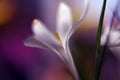 Midnight crocus Poster och Canvastavla