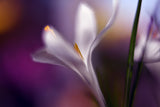 Midnight crocus Poster och Canvastavla